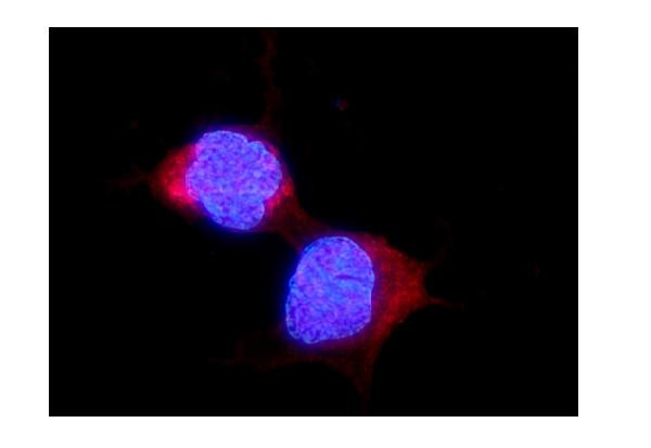 ALDH2 Antibody in Immunocytochemistry (ICC/IF)