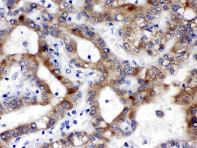 ALDH3A2 Antibody in Immunohistochemistry (Paraffin) (IHC (P))