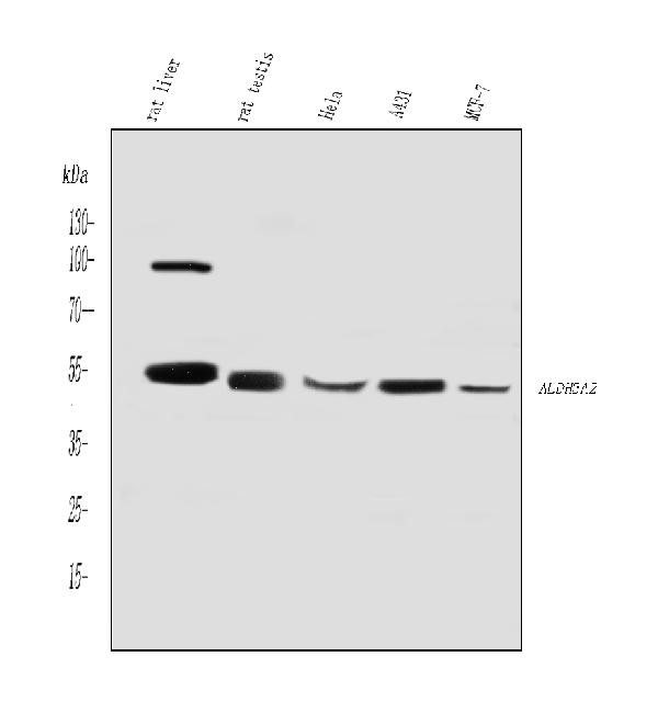 ALDH3A2 Antibody in Western Blot (WB)