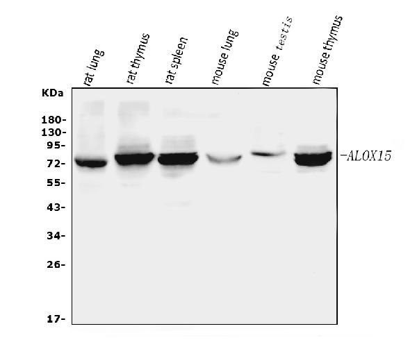 ALOX15 Antibody in Western Blot (WB)