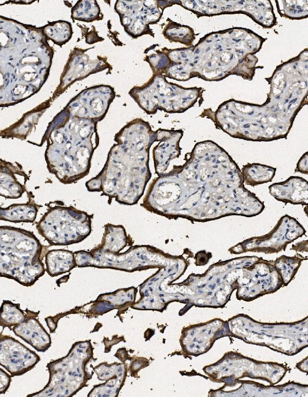 Placental Alkaline Phosphatase Antibody in Immunohistochemistry (Paraffin) (IHC (P))