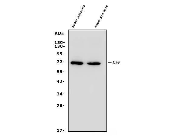 Placental Alkaline Phosphatase Antibody in Western Blot (WB)