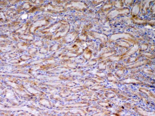 AMD1 Antibody in Immunohistochemistry (Paraffin) (IHC (P))