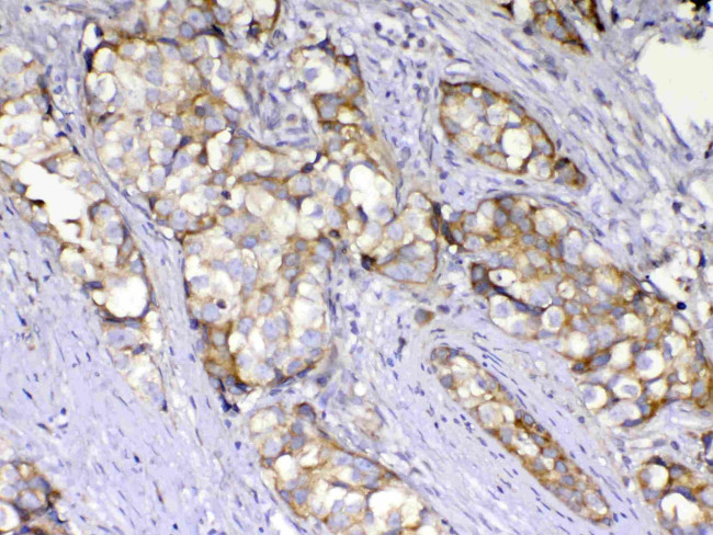 AMD1 Antibody in Immunohistochemistry (Paraffin) (IHC (P))