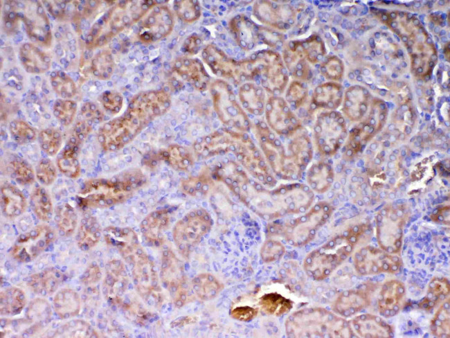 AMD1 Antibody in Immunohistochemistry (Paraffin) (IHC (P))