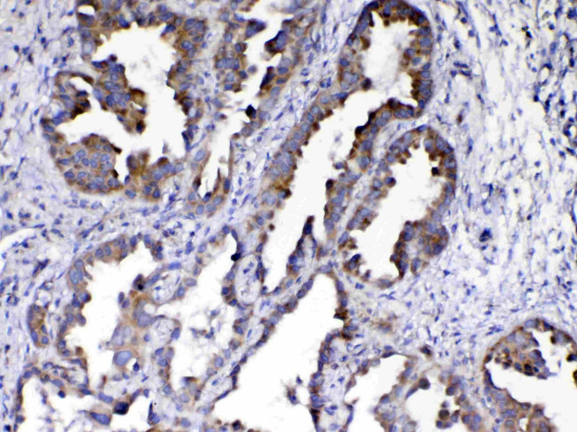 AMD1 Antibody in Immunohistochemistry (Paraffin) (IHC (P))