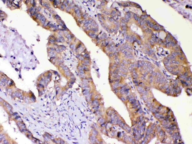 AMD1 Antibody in Immunohistochemistry (Paraffin) (IHC (P))