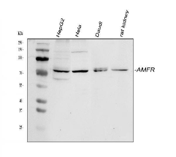 AMFR Antibody in Western Blot (WB)