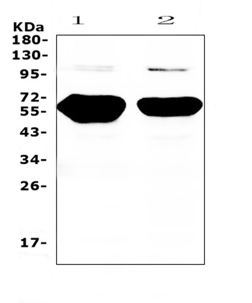 alpha Amylase 1 Antibody in Western Blot (WB)