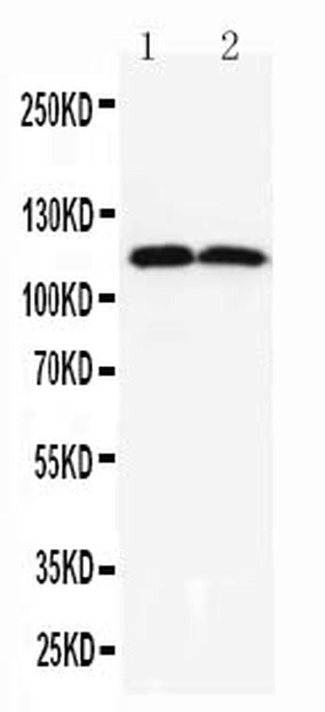 DOG-1 Antibody in Western Blot (WB)