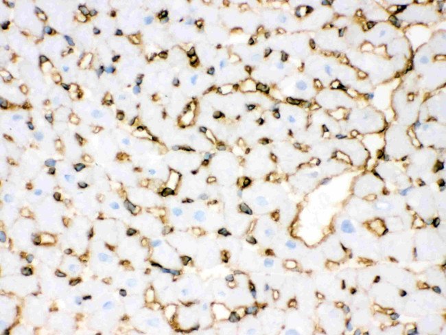 Annexin A3 Antibody in Immunohistochemistry (Frozen) (IHC (F))