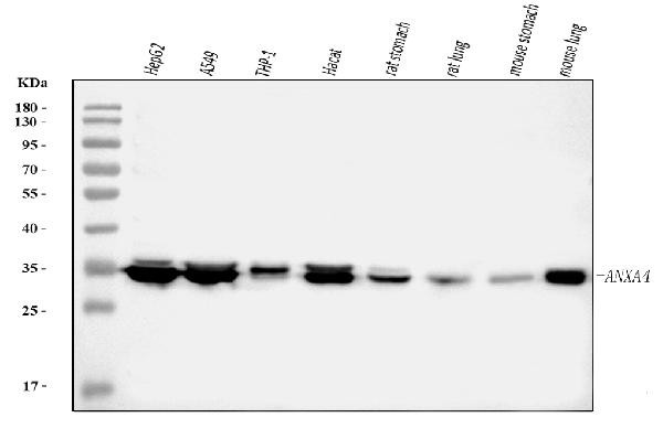Annexin A4 Antibody in Western Blot (WB)