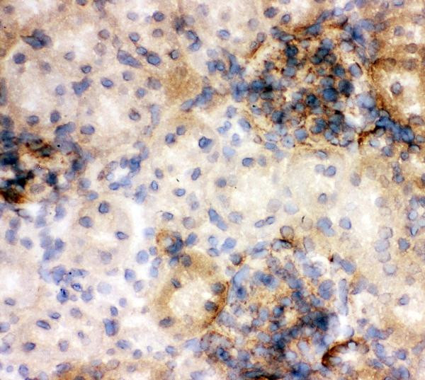 Annexin V Antibody in Immunohistochemistry (Frozen) (IHC (F))