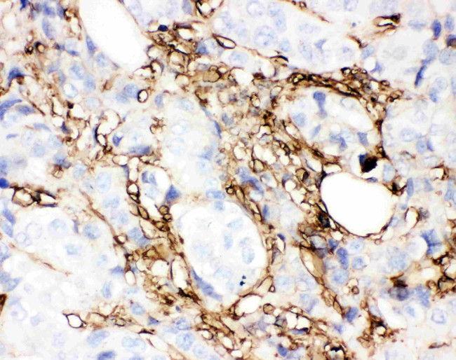 Annexin V Antibody in Immunohistochemistry (Paraffin) (IHC (P))