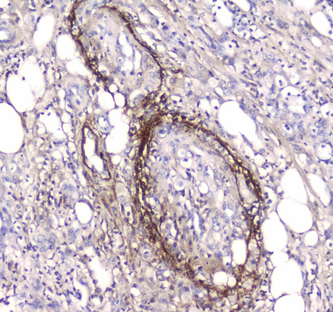 Serum Amyloid P Antibody in Immunohistochemistry (Paraffin) (IHC (P))