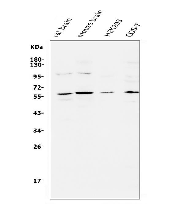 APEX2 Antibody in Western Blot (WB)