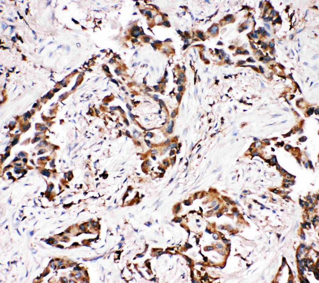 APLP1 Antibody in Immunohistochemistry (Paraffin) (IHC (P))