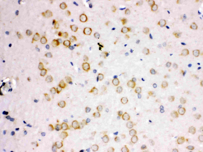 APLP1 Antibody in Immunohistochemistry (Paraffin) (IHC (P))