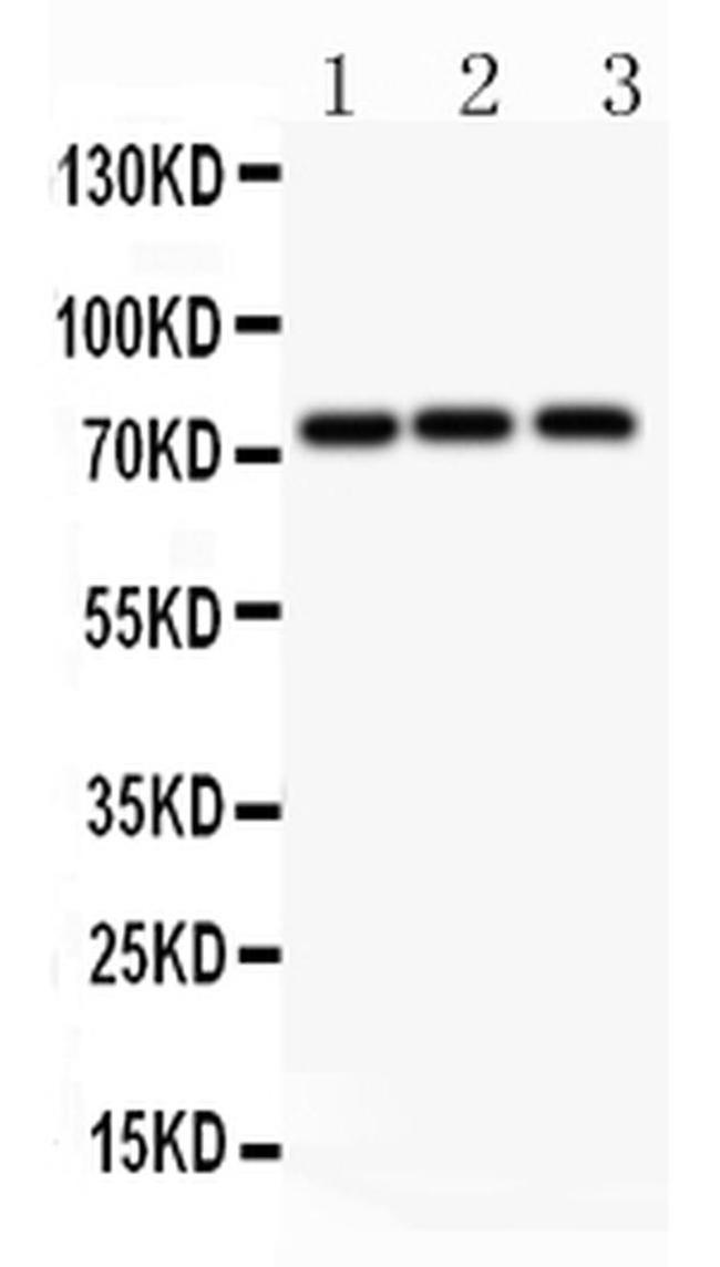 APLP1 Antibody in Western Blot (WB)