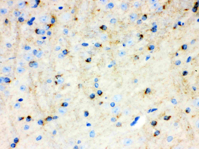 APLP1 Antibody in Immunohistochemistry (Paraffin) (IHC (P))