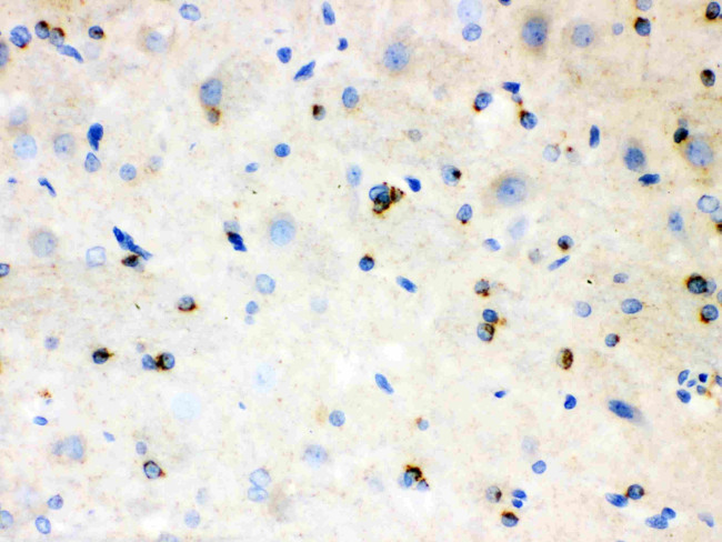 APLP1 Antibody in Immunohistochemistry (Paraffin) (IHC (P))