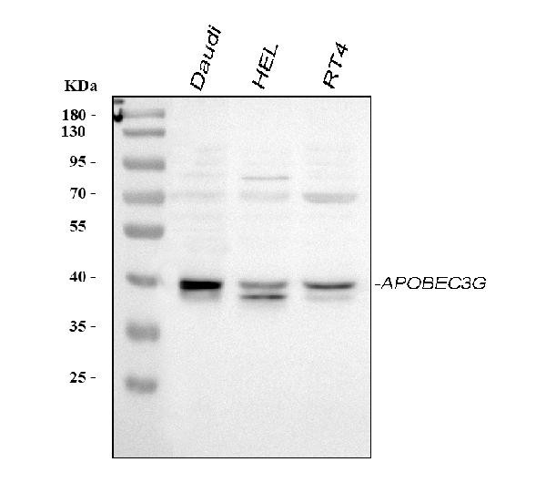 APOBEC3G Antibody in Western Blot (WB)