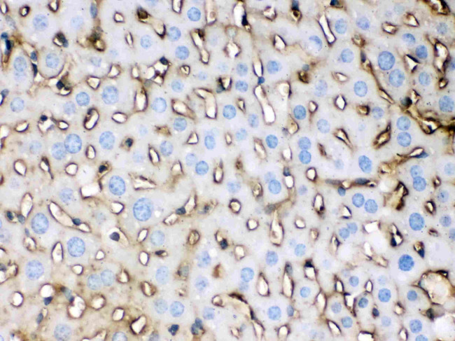 APOE Antibody in Immunohistochemistry (Paraffin) (IHC (P))