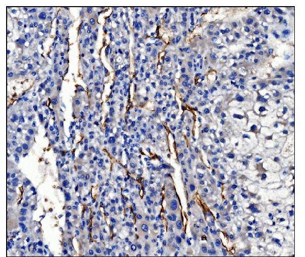 Aquaporin 1 Antibody in Immunohistochemistry (Paraffin) (IHC (P))