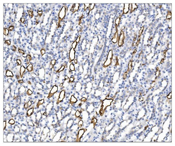 Aquaporin 1 Antibody in Immunohistochemistry (Paraffin) (IHC (P))