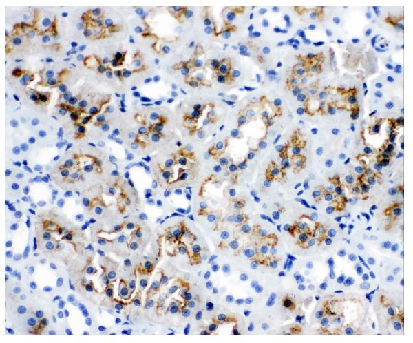 Aquaporin 1 Antibody in Immunohistochemistry (Paraffin) (IHC (P))