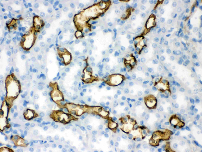 Aquaporin 1 Antibody in Immunohistochemistry (Paraffin) (IHC (P))