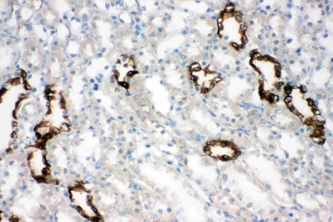 Aquaporin 2 Antibody in Immunohistochemistry (Frozen) (IHC (F))