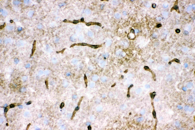 Aquaporin 4 Antibody in Immunohistochemistry (Frozen) (IHC (F))