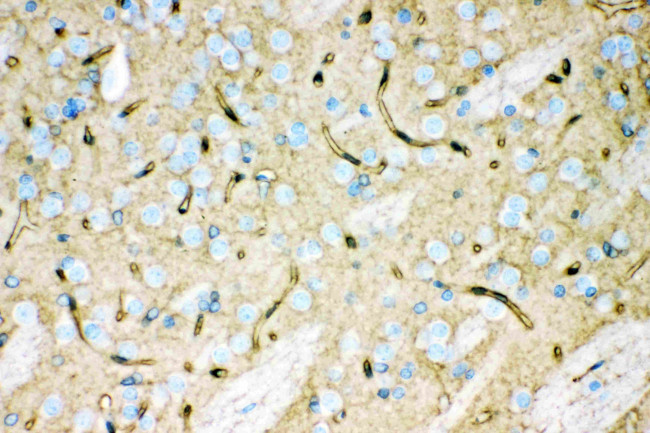 Aquaporin 4 Antibody in Immunohistochemistry (Paraffin) (IHC (P))