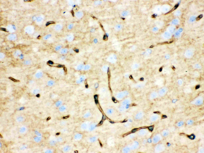 Aquaporin 4 Antibody in Immunohistochemistry (Paraffin) (IHC (P))