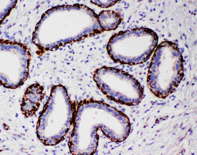 Arginase 2 Antibody in Immunohistochemistry (Paraffin) (IHC (P))