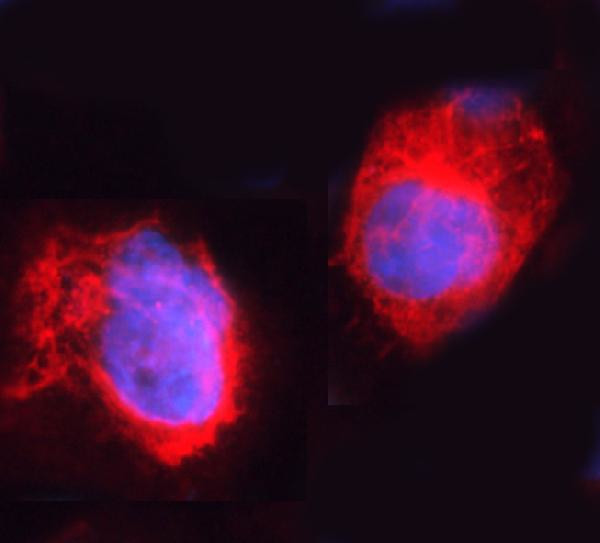 ARHGEF1 Antibody in Immunocytochemistry (ICC/IF)