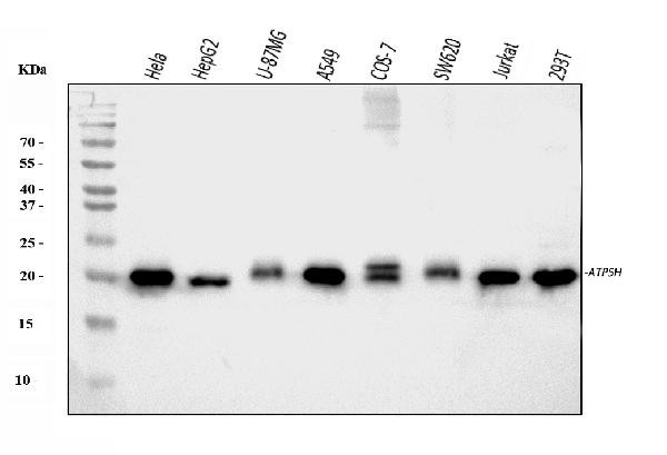 ATP5H Antibody in Western Blot (WB)