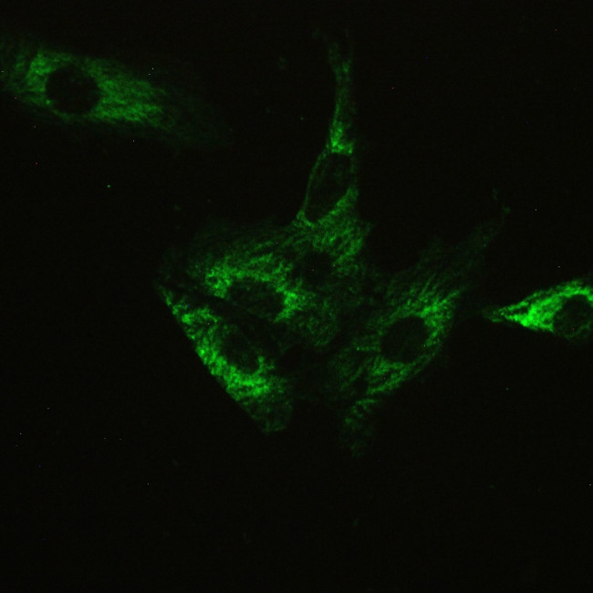 Ataxin 2 Antibody in Immunocytochemistry (ICC/IF)