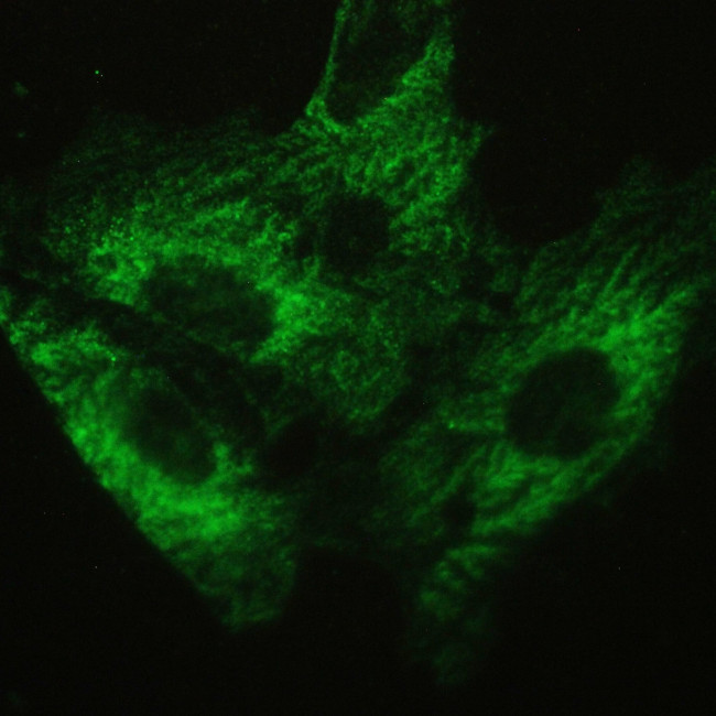 Ataxin 2 Antibody in Immunocytochemistry (ICC/IF)