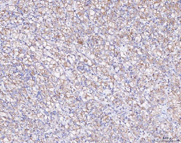 Ataxin 2 Antibody in Immunohistochemistry (Paraffin) (IHC (P))