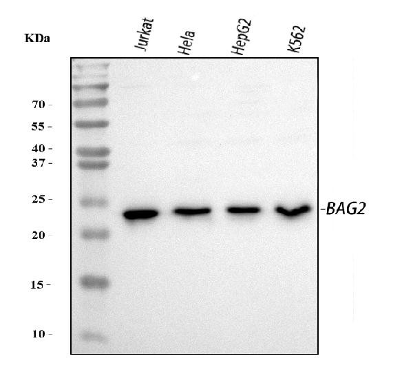 BAG2 Antibody in Western Blot (WB)