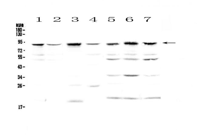 BAP1 Antibody in Western Blot (WB)