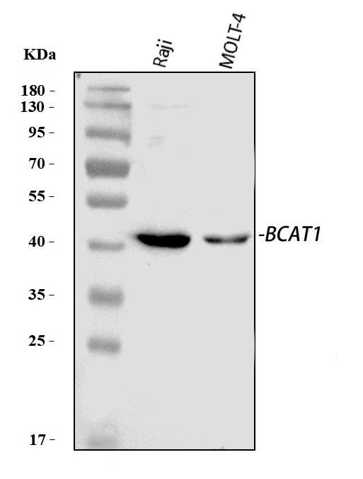 BCAT1 Antibody in Western Blot (WB)