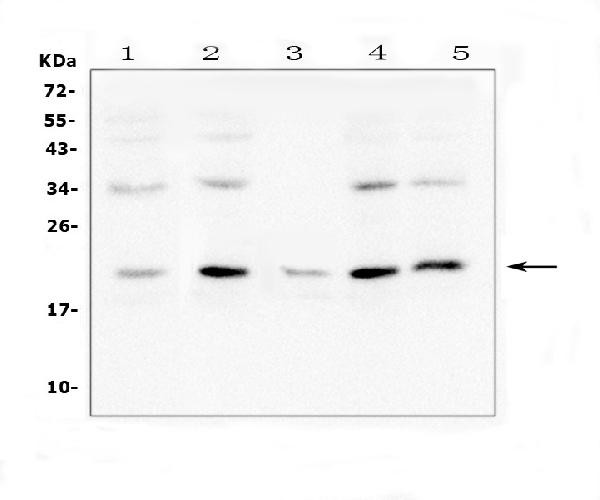 Bcl-W Antibody in Western Blot (WB)