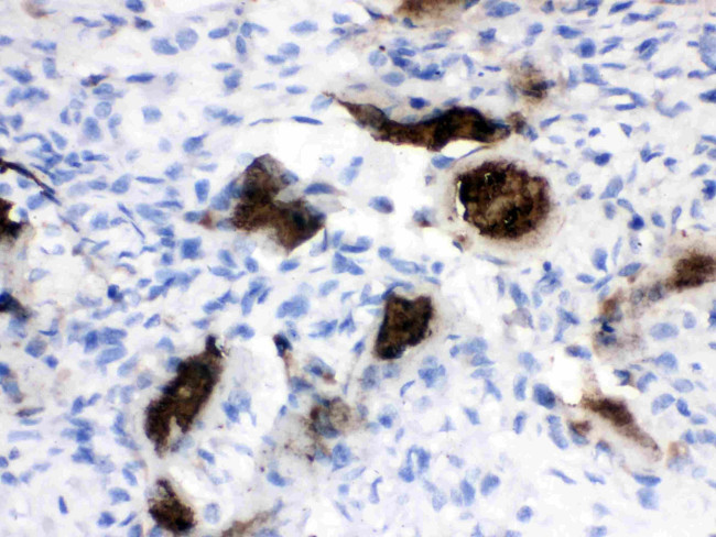 Osteocalcin Antibody in Immunohistochemistry (Paraffin) (IHC (P))