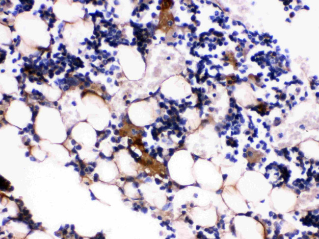 Osteocalcin Antibody in Immunohistochemistry (Paraffin) (IHC (P))