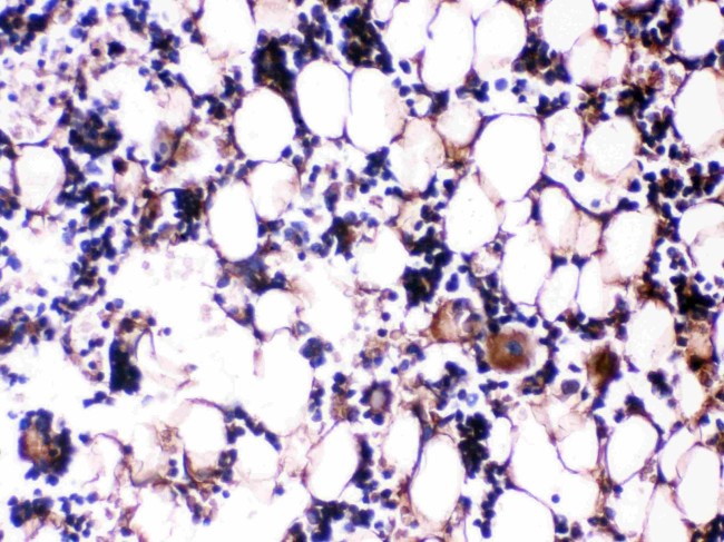 Osteocalcin Antibody in Immunohistochemistry (Paraffin) (IHC (P))