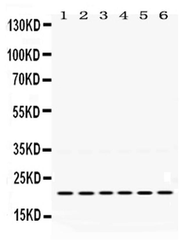 BIK Antibody in Western Blot (WB)