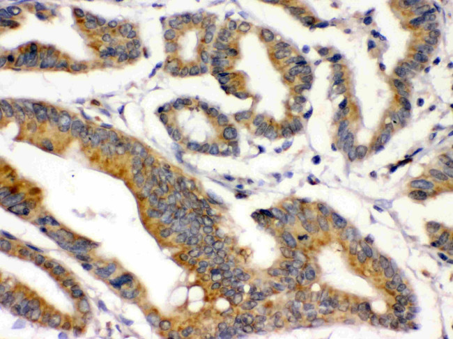 BMP-2 Antibody in Immunohistochemistry (Paraffin) (IHC (P))